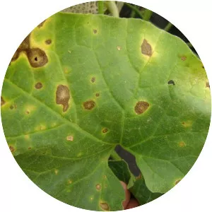 Alternaria cucumerina