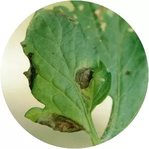 Alternaria solani