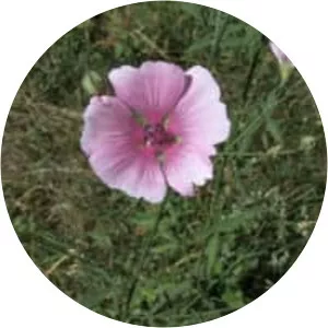 Althaea cannabina