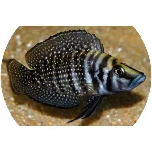 Altolamprologus calvus - Fish