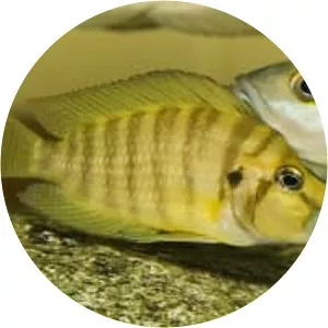 Altolamprologus compressiceps