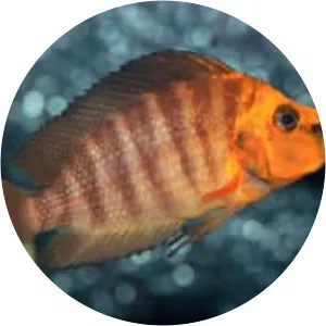 Altolamprologus