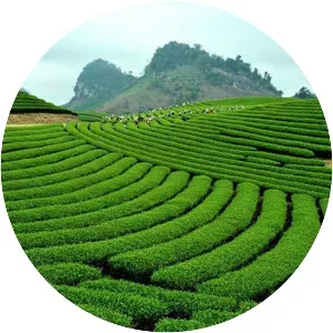 Altopiano di Mộc Châu (Cao nguyên Mộc Châu)