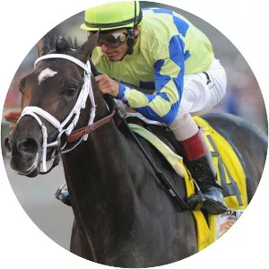 Always Dreaming photograph