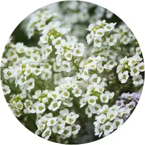 Alyssum