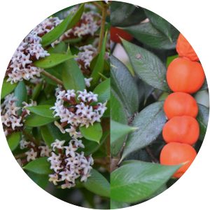 Alyxia ruscifolia