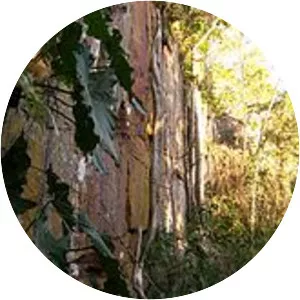 Amambay Department - 