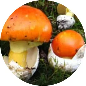 Amanita caesarea