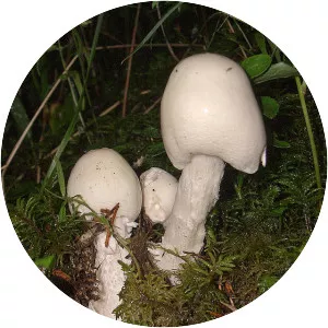 Amanita virosa
