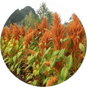 Amaranth