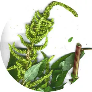 Amaranthus dubius - Plants