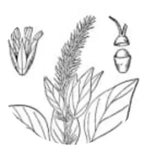 Amaranthus palmeri - Plants