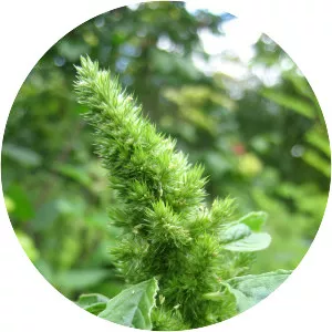 Amaranthus retroflexus