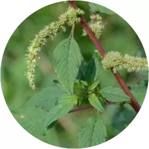 Amaranthus spinosus