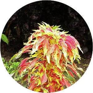 Amaranthus tricolor