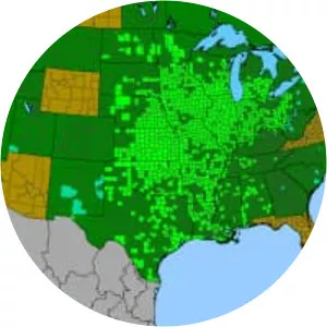 Amaranthus tuberculatus - Plants
