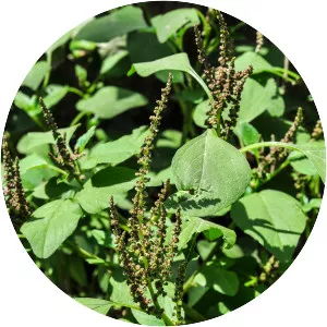 Amaranthus viridis - Plants