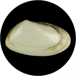 Amarilladesma mactroides - 