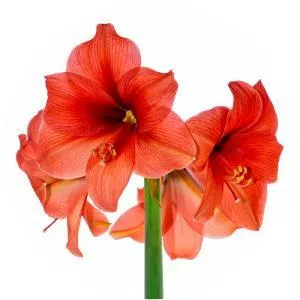 Amaryllis