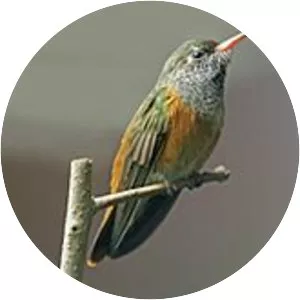 Amazilia hummingbird