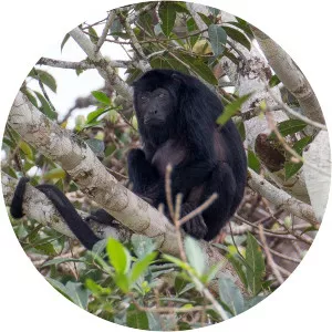 Amazon black howler