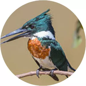 Amazon kingfisher