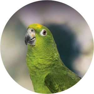 Amazon parrot