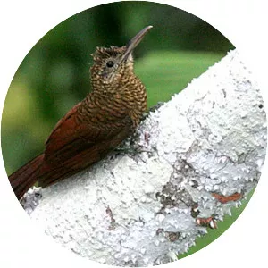Amazonian barred woodcreeper - Bird