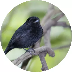 Amazonian black tyrant