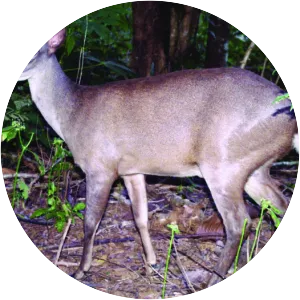 Amazonian brown brocket