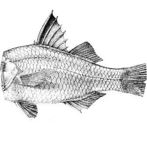 Ambassis gymnocephalus - 