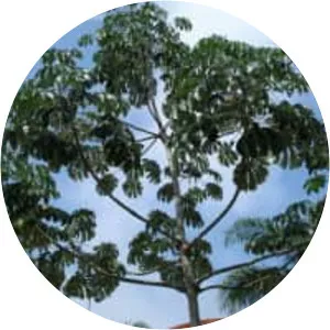 Ambay pumpwood - Plants