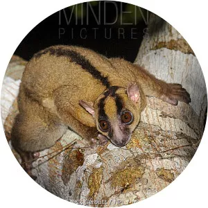 Amber Mountain fork-marked lemur - 