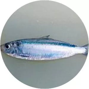 Amblygaster leiogaster - 