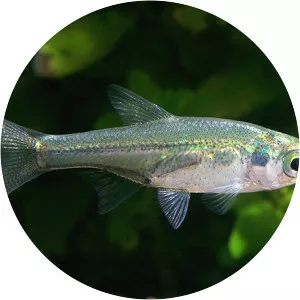 Amblypharyngodon chulabhornae - 