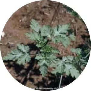 Ambrosia acanthicarpa