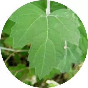 Ambrosia cordifolia