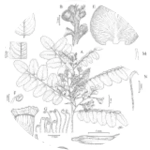 Amburana cearensis - Plants