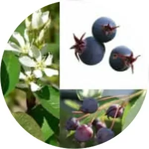 Amelanchier ovalis
