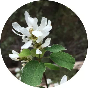 Amelanchier utahensis