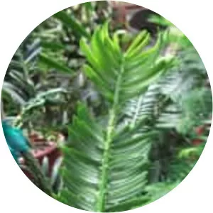 Amentotaxus - Plants