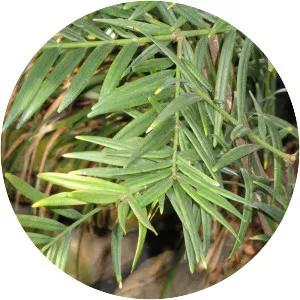 Amentotaxus yunnanensis - Plants