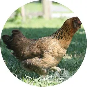 Ameraucana - Chicken breed
