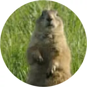 America the Beautiful: Wild Heartland - TV program