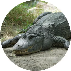American alligator