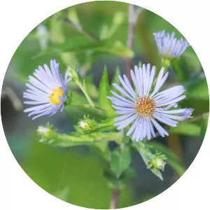 American asters