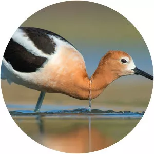 American avocet
