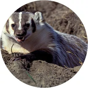 American badger