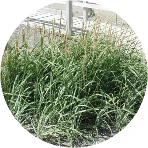 American beachgrass