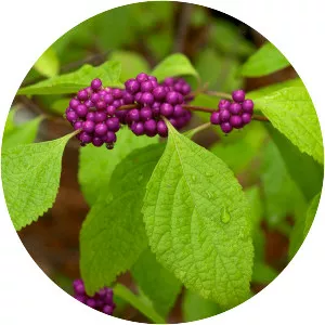 American beautyberry